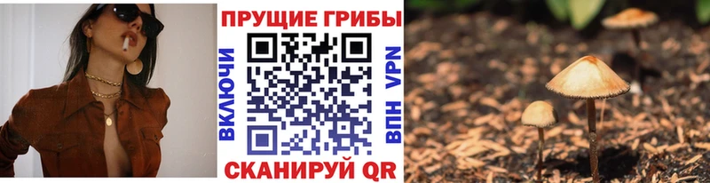Галлюциногенные грибы Psilocybe  даркнет какой сайт  Стерлитамак 